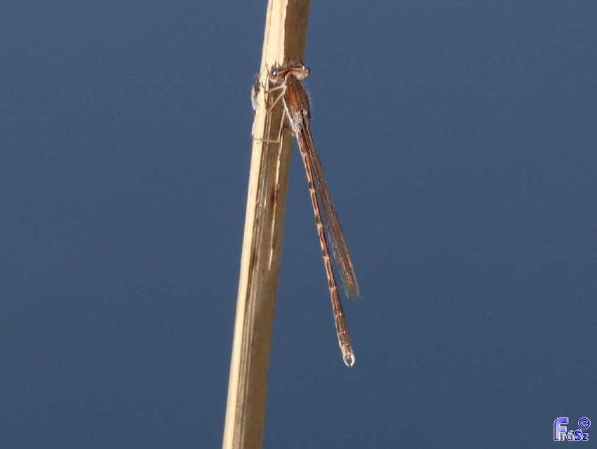 Sympecma fusca - téli rablószitakötő