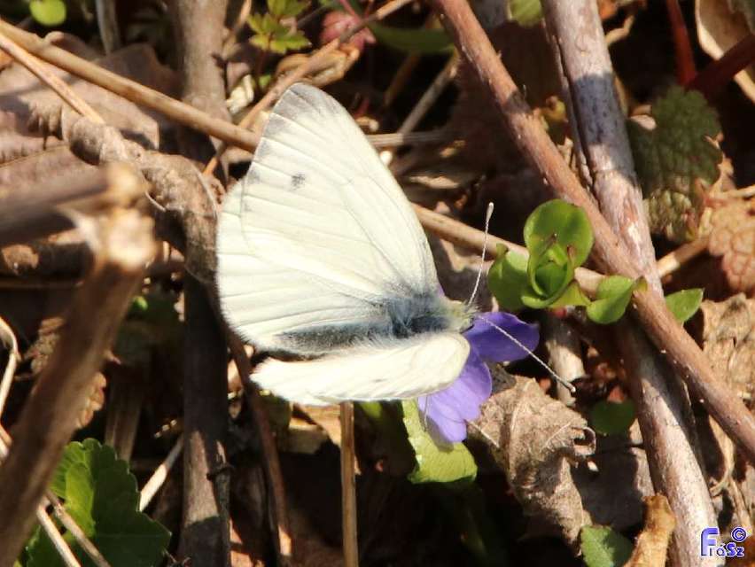 Pieris napi - repcelepke
