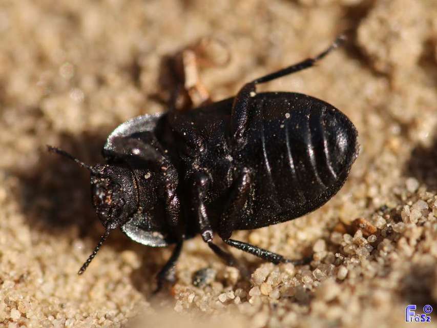 Opatrum sabulosum - sároshátú gyászbogár