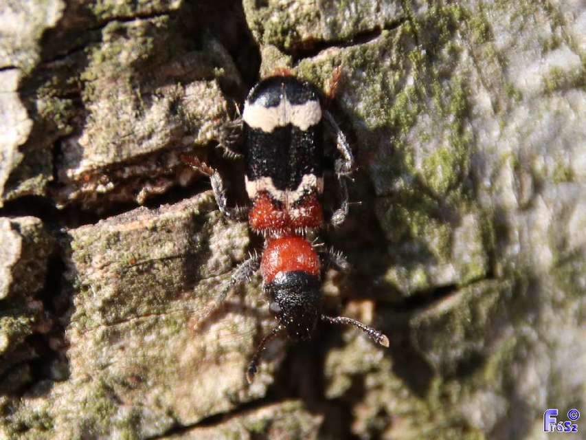 Thanasimus formicarius - vörösnyakú szúfarkas