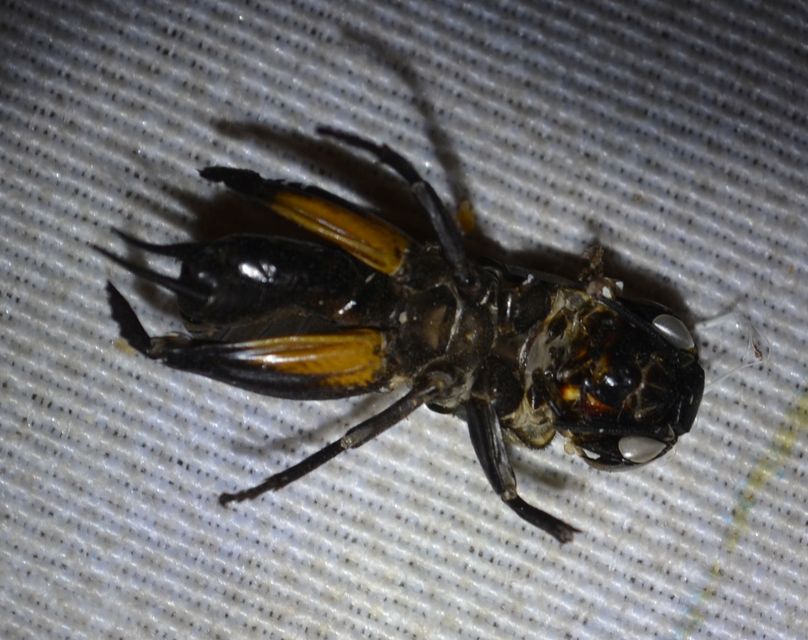 Gryllus campestris - mezei tücsök