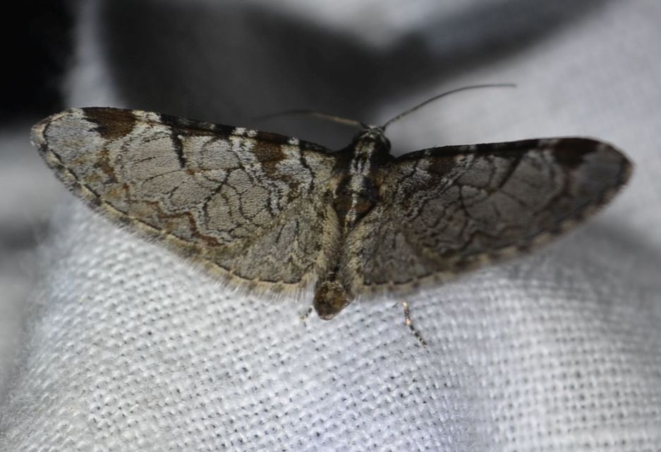 Eupithecia insigniata - hálózatos törpearaszoló
