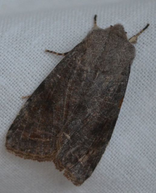 Orthosia incerta - változékony barkabagoly
