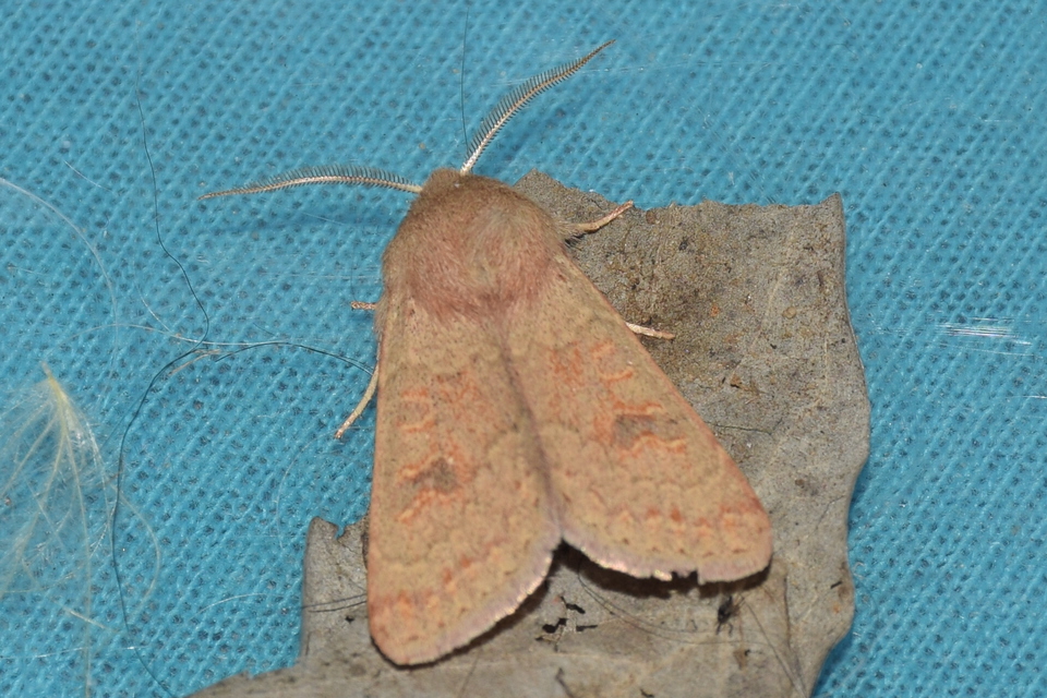 Orthosia miniosa - sárgás barkabagoly