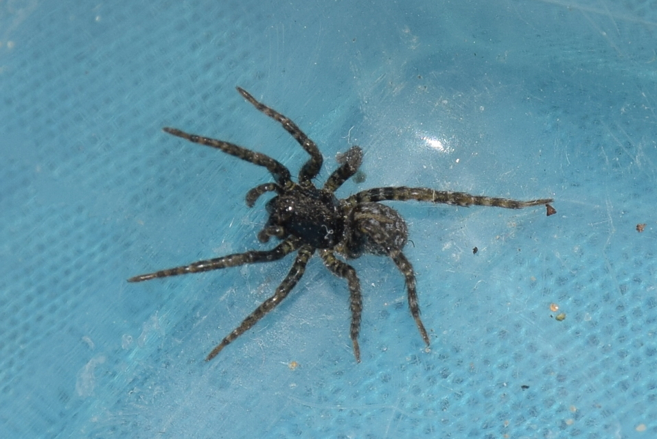 Arctosa leopardus