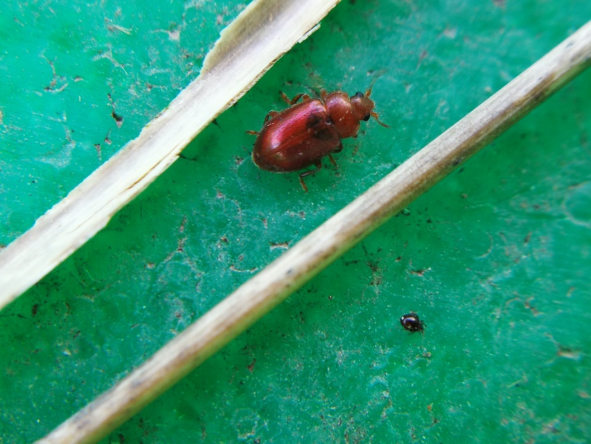 Coccidula rufa - nádi félböde