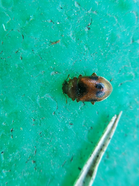 Coccidula scutellata - mocsári félböde