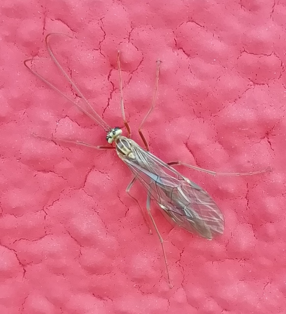 Ophion obscuratus