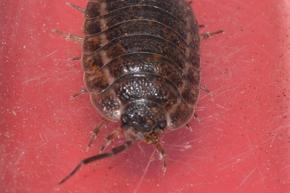 Trachelipus