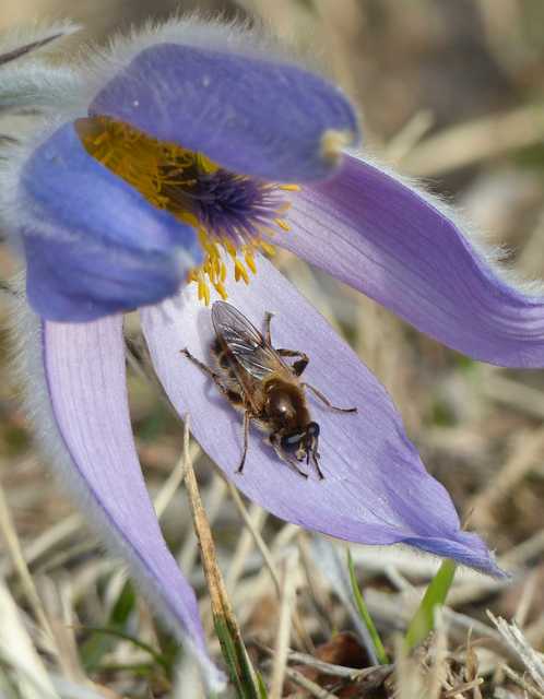 Brachypalpus