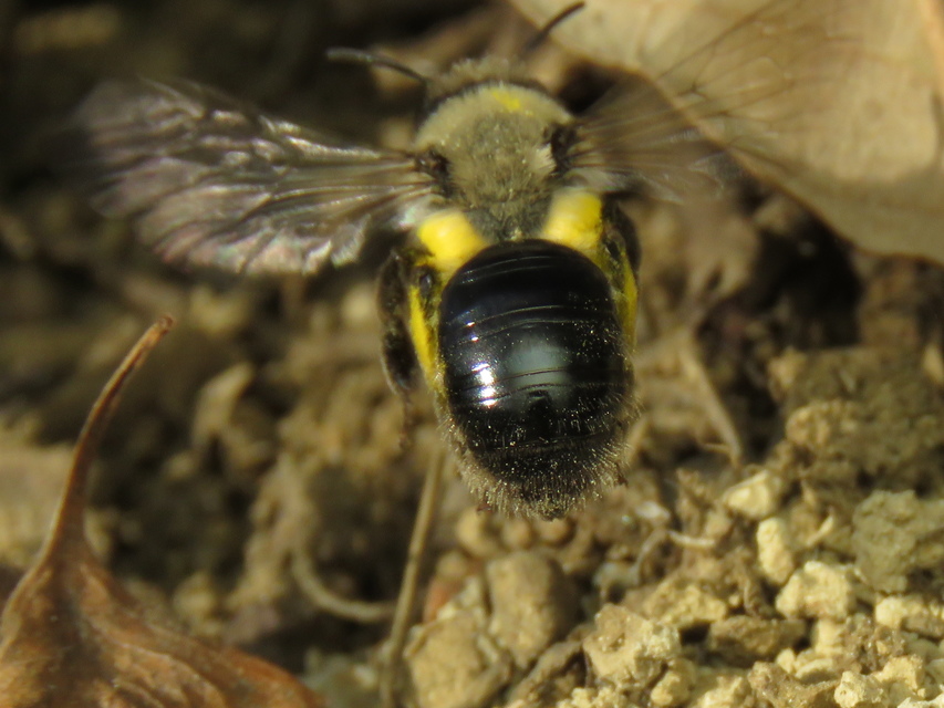 Andrena vaga