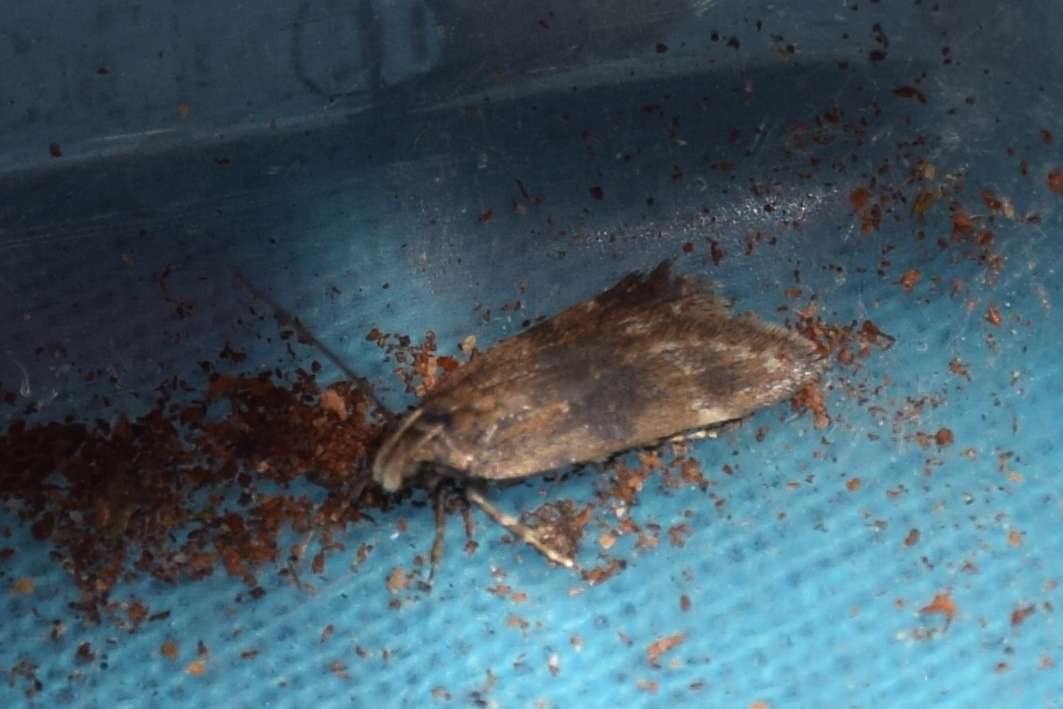 Chionodes distinctella - ürömszövő örvösmoly