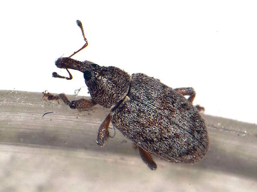 Dorytomus rufatus - rőt hangormányos