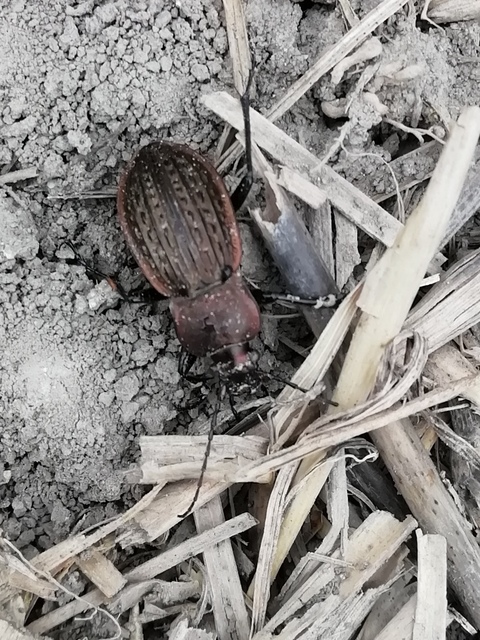 Carabus ulrichii - rezes futrinka