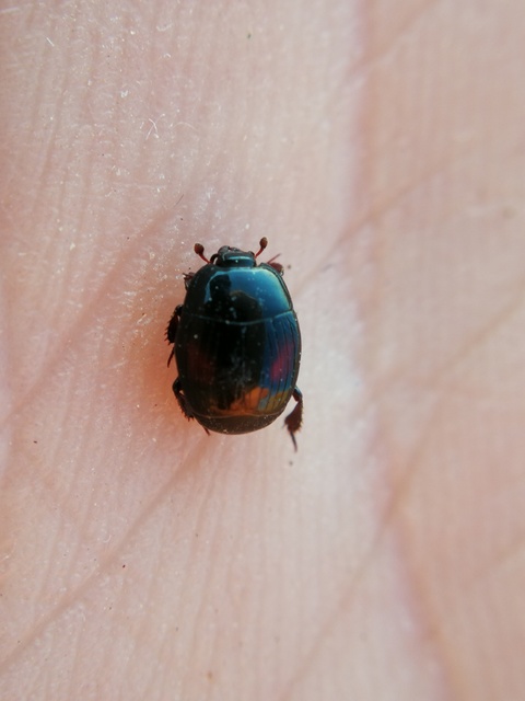 Margarinotus purpurascens - vöröslő sutabogár