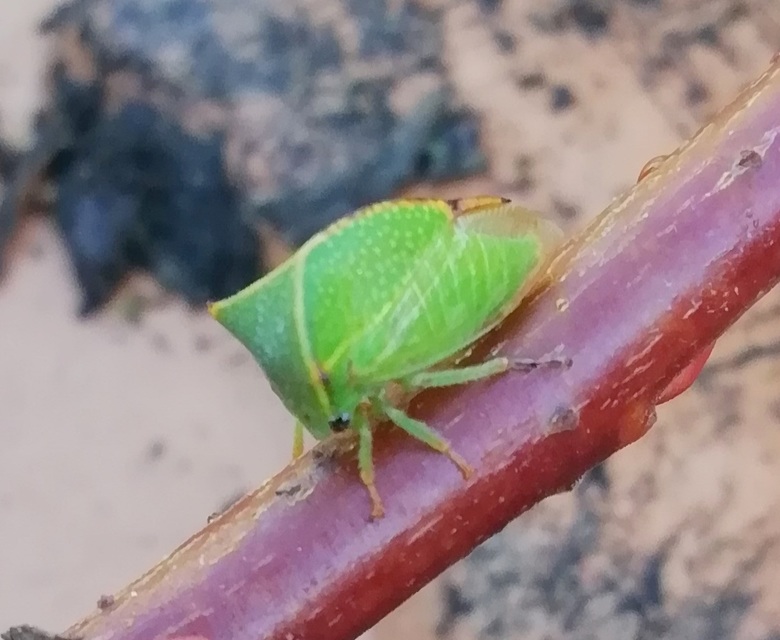 Stictocephala bisonia - bivalykabóca
