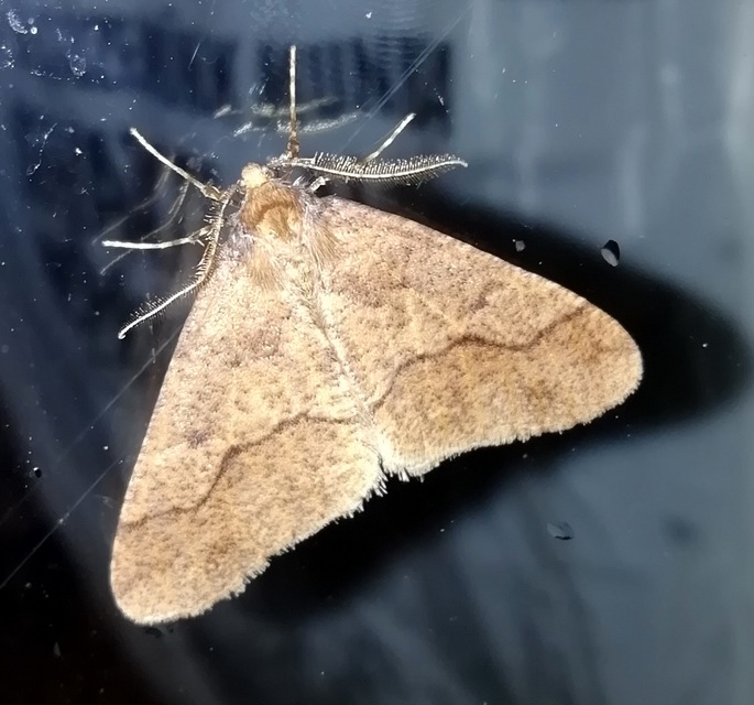 Erannis defoliaria - nagy téliaraszoló