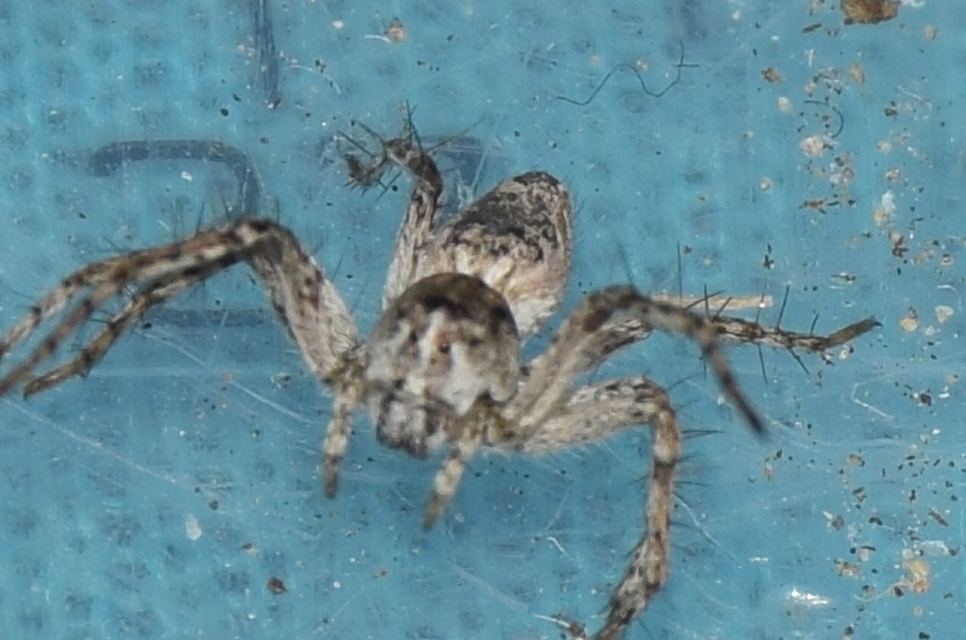Oxyopes ramosus