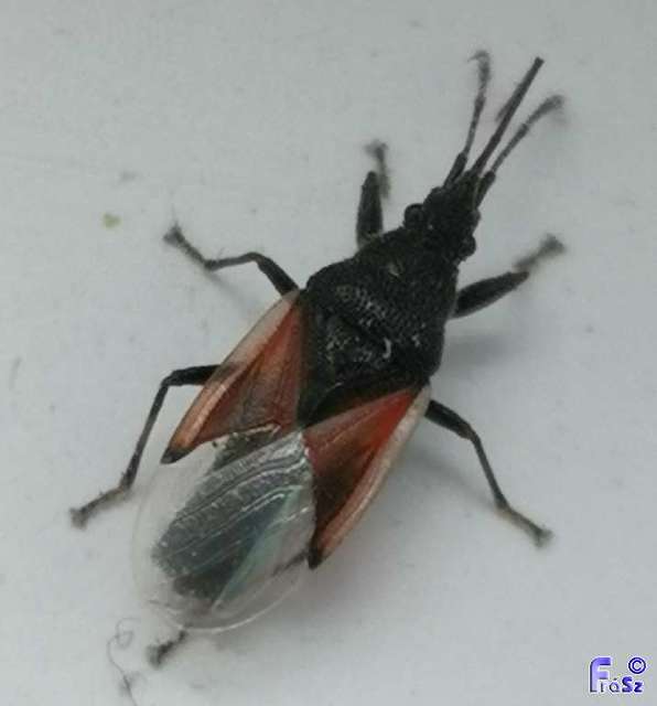 Oxycarenus lavaterae - hársbodobács