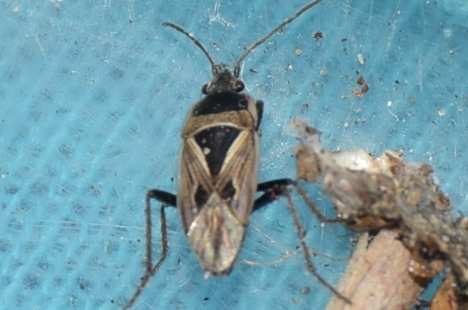 Xanthochilus quadratus - szegélyes díszesbodobács