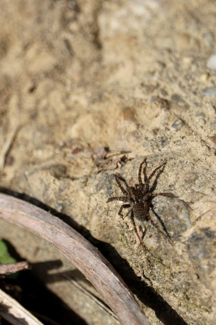 Pardosa