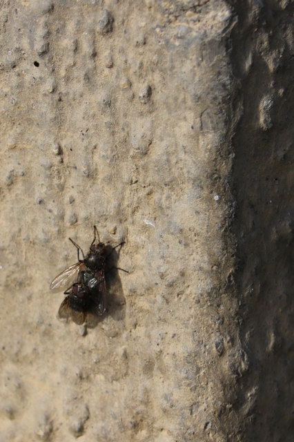 Calliphoridae - dongólegyek
