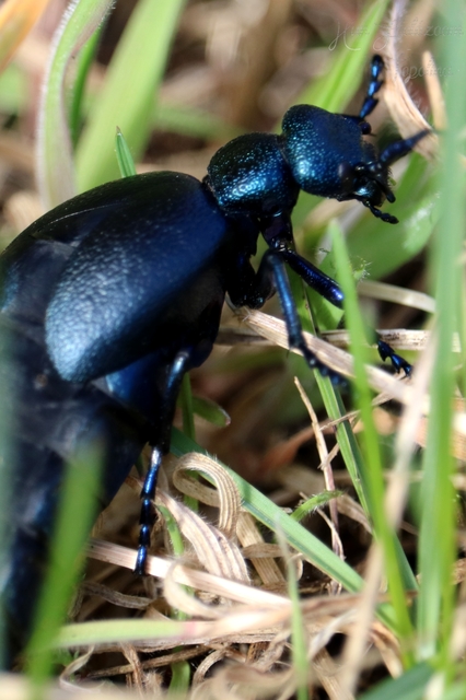 Meloe violaceus - kék nünüke