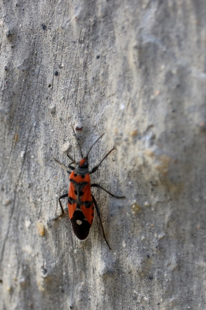 Lygaeus equestris/simulans