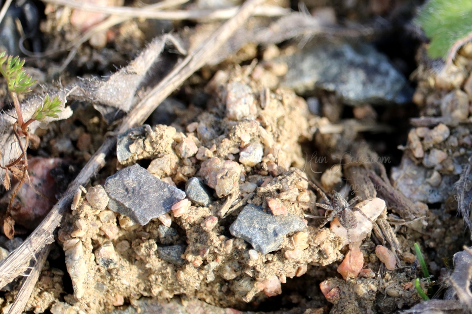 Pardosa