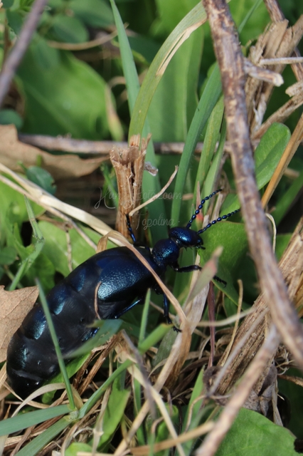 Meloe violaceus - kék nünüke