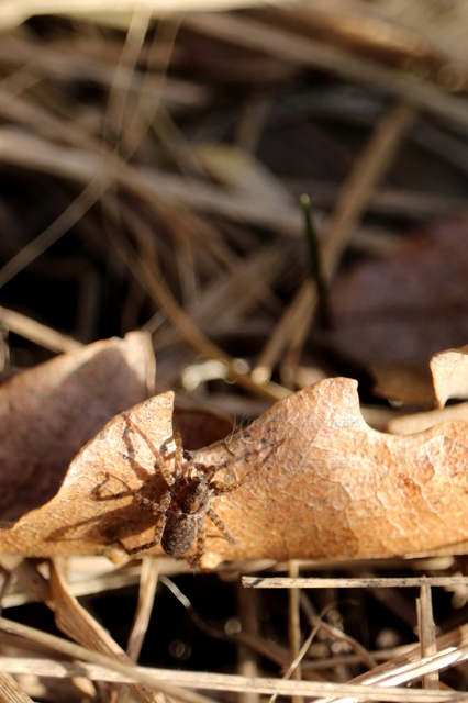 Pardosa