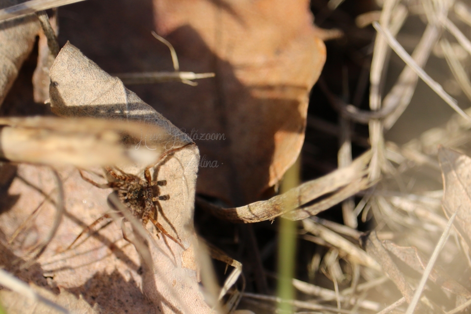 Pardosa