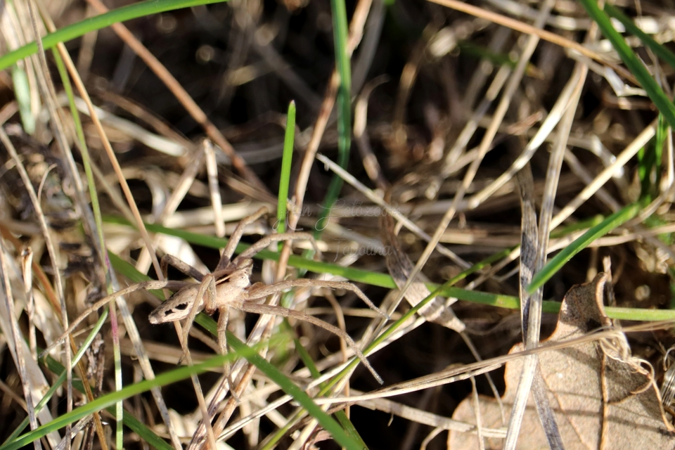 Pisaura mirabilis - csodáspók