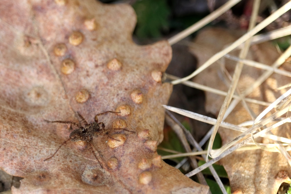 Pardosa