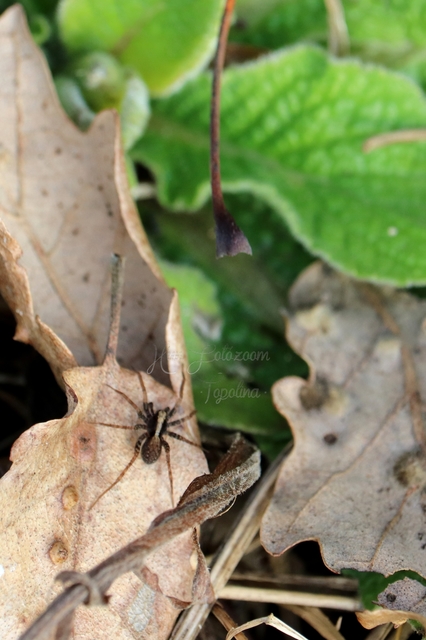 Pardosa alacris/lugubris