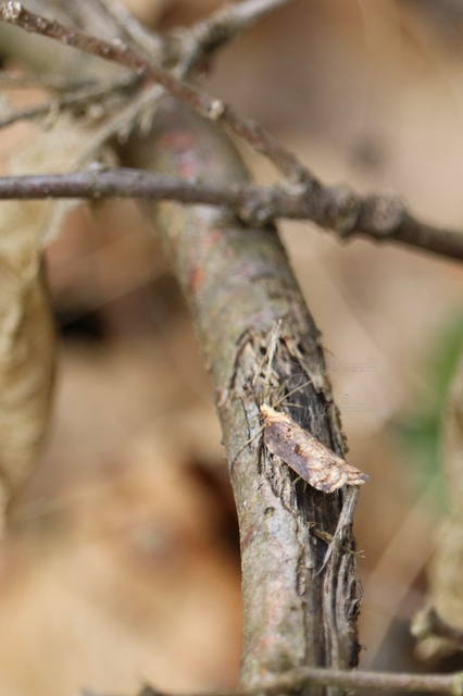 Acleris cristana - pamacsos levélmoly
