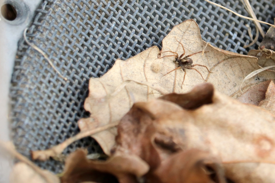 Pardosa alacris/lugubris