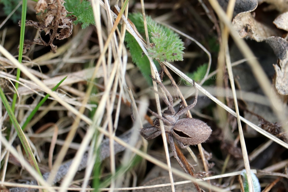 Thanatus formicinus - bársonysávos karolópók