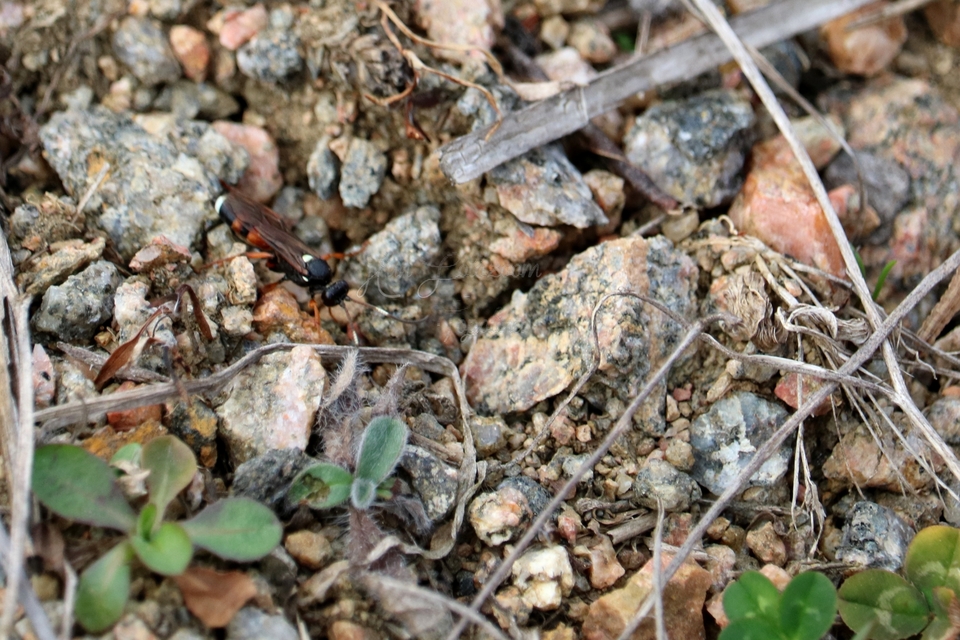 Ichneumoninae