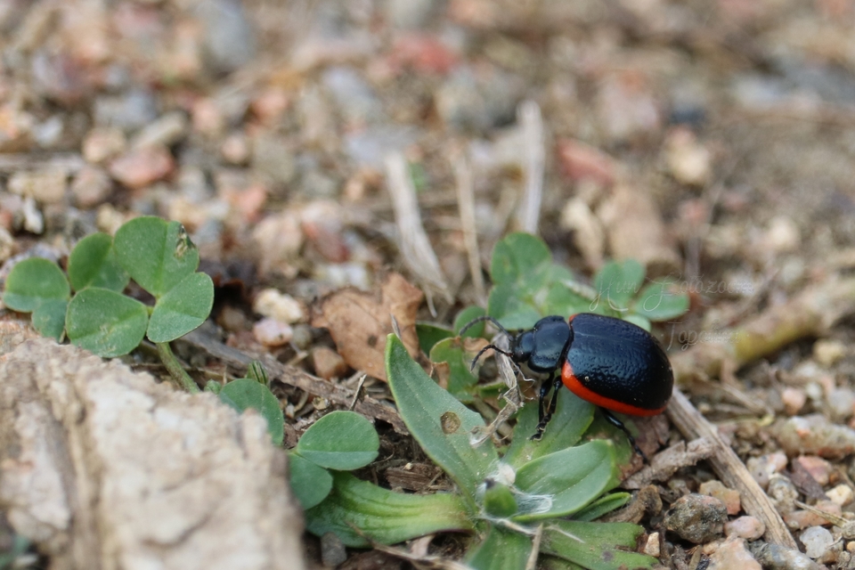 Chrysolina kuesteri - ráncos szegélyeslevelész