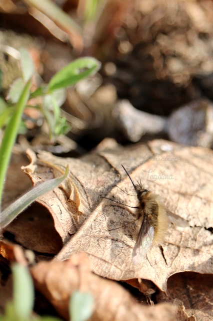 Bombylius major - szegélyes pöszörlégy