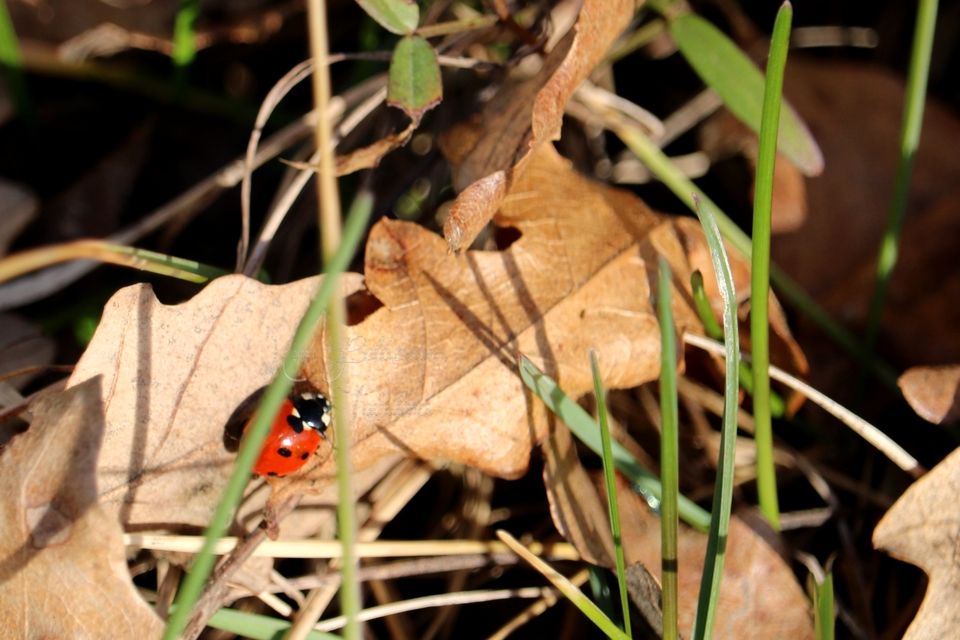 Coccinella septempunctata - hétpettyes katica