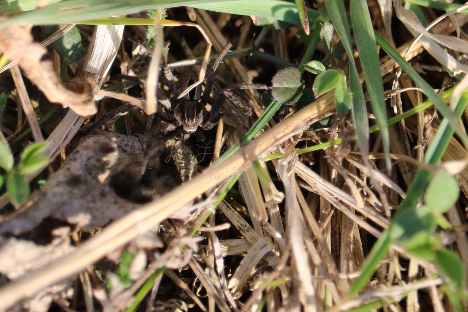 Thanatus formicinus - bársonysávos karolópók