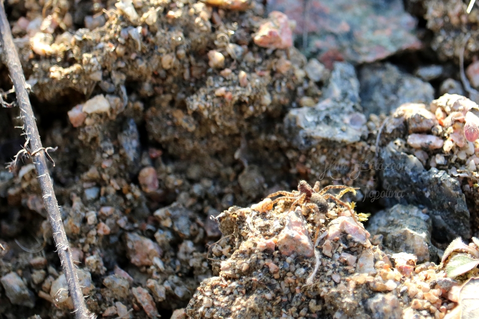 Pardosa