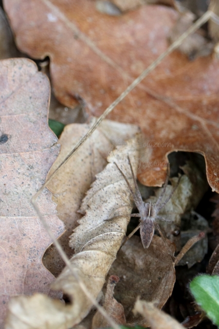 Pisaura mirabilis - csodáspók
