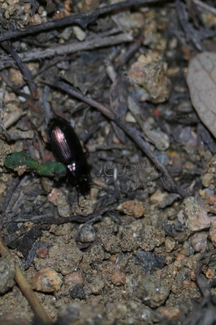 Harpalus distinguendus - mezei lomhafutó