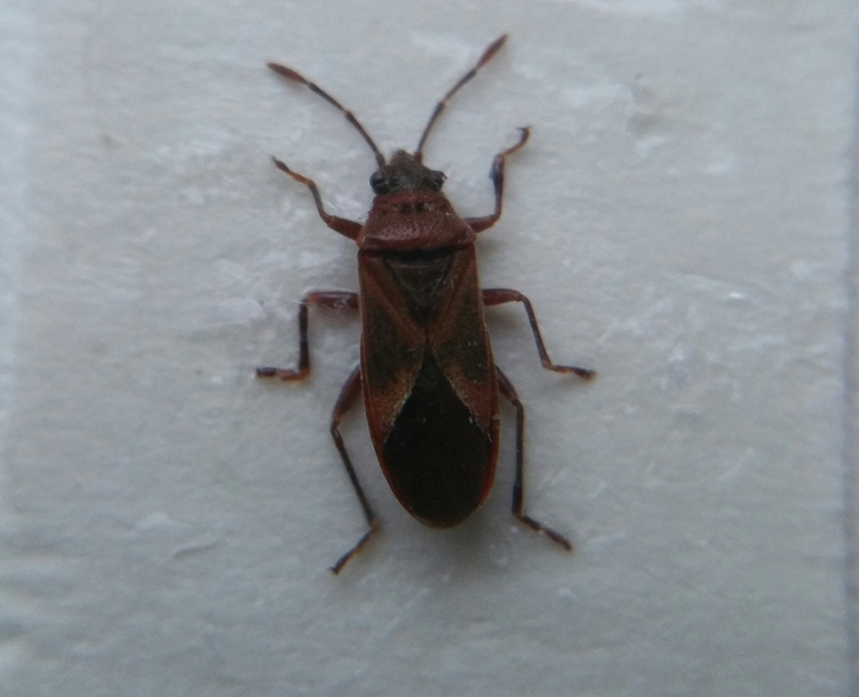 Arocatus longiceps - platánbodobács