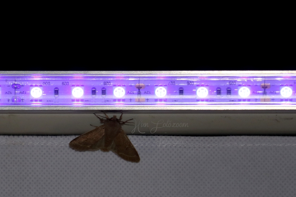 Orthosia cerasi - közepes barkabagoly