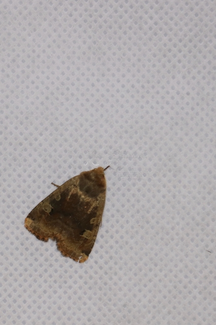 Conistra erythrocephala - vörösfejű őszibagoly