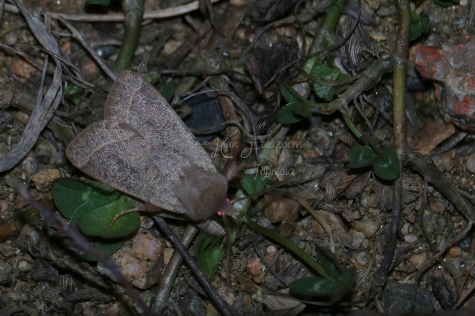 Orthosia cerasi - közepes barkabagoly